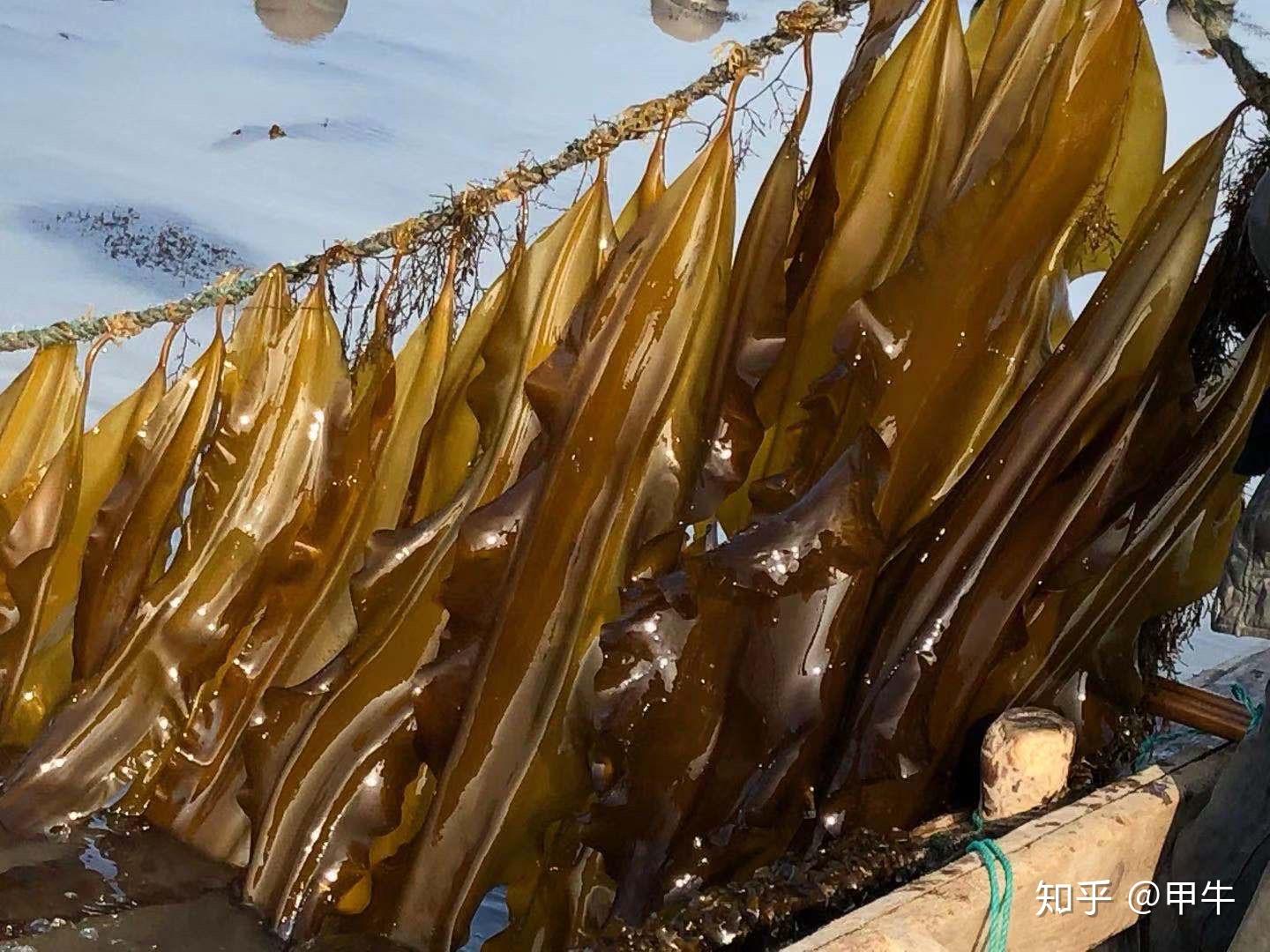 什么是海带苗 v2-0518cd38154a0852130345701e3aeb8a_r.jpg