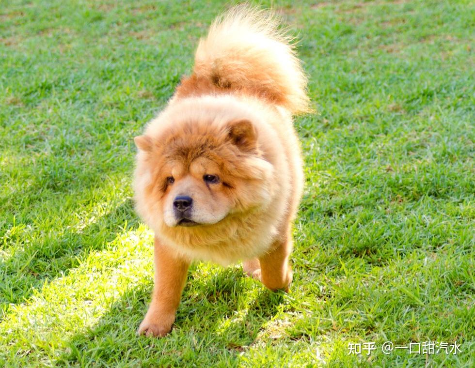 三分钟带你了解松狮犬,分析是否好养? - 知乎