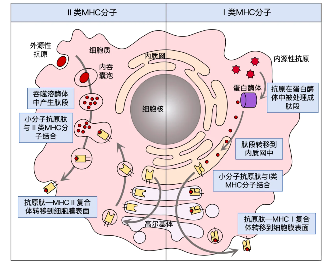 MHC I 类与 II 类分子 抗原处理逻辑全解析 免疫系统提呈机制