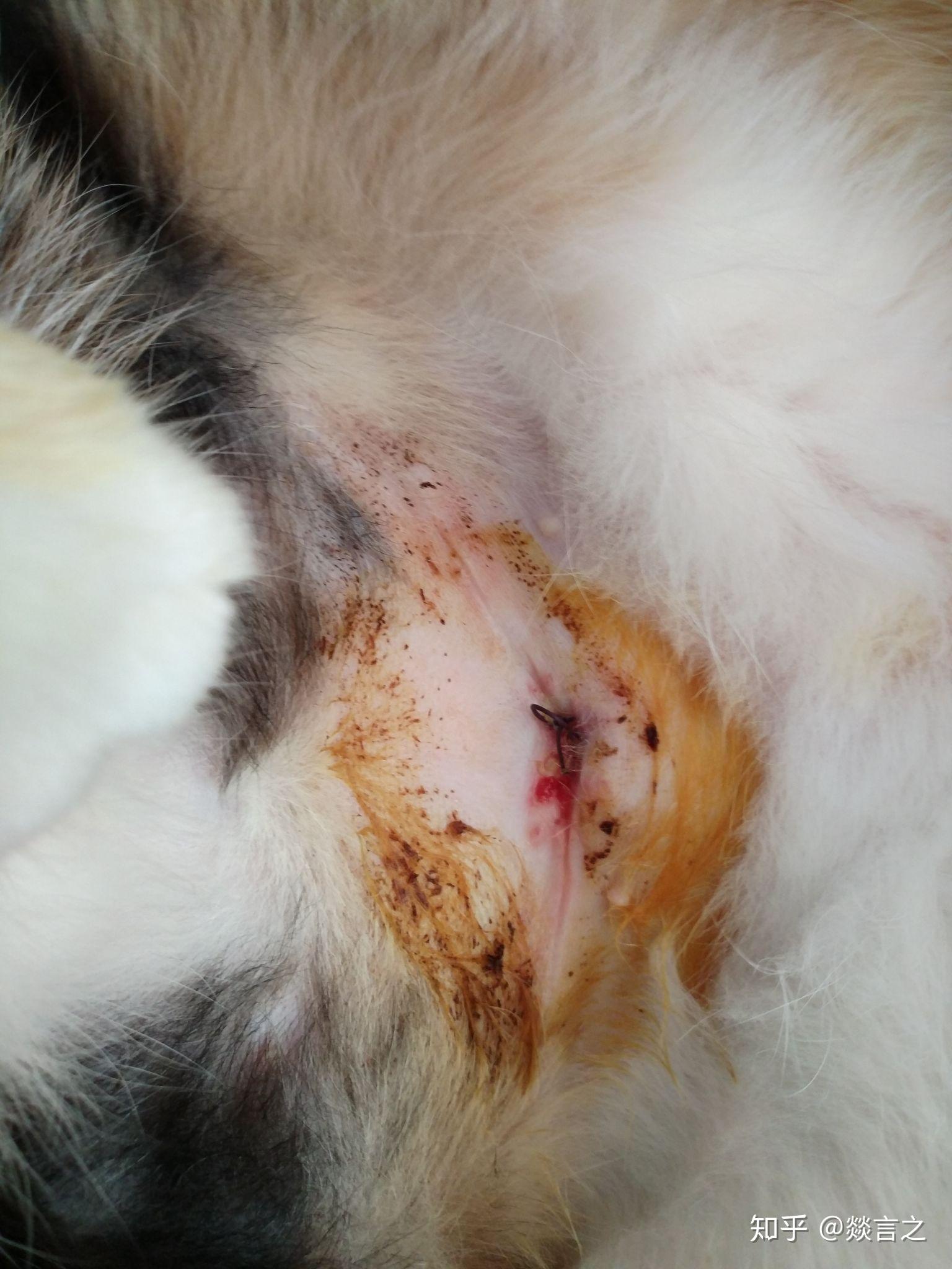 三花猫咪绝育记