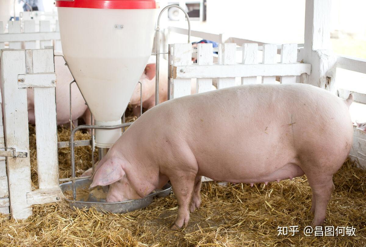 一头猪到出栏要吃多少饲料？猪养到出栏需要多少饲料？_仔猪_成本_才能