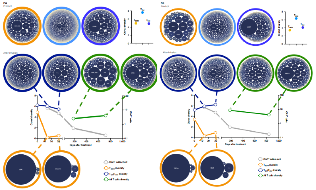 natcancart细胞扩增能力决定长期治疗有效性