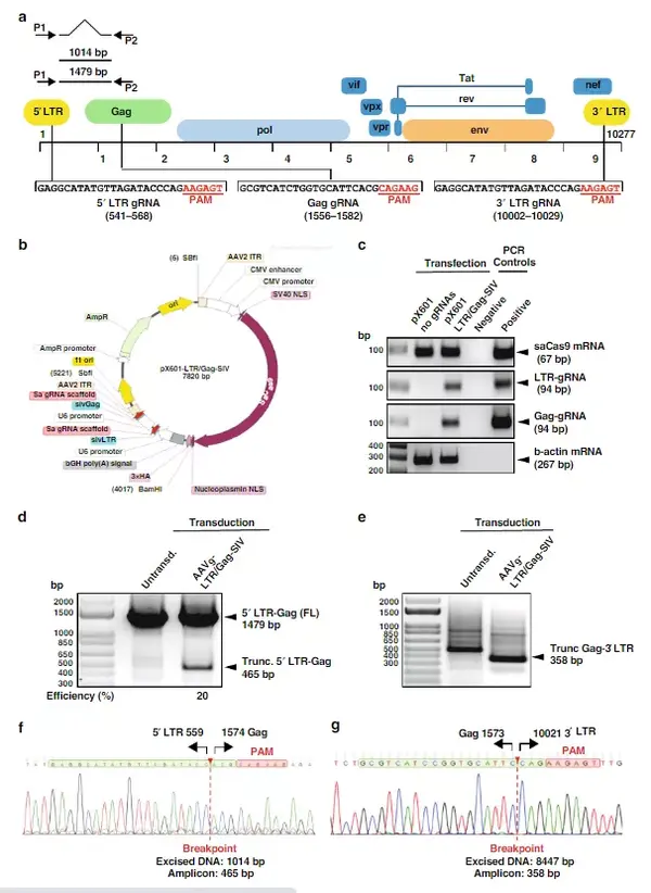 Crispr Cas9技术有望实现治愈的几种疾病 知乎