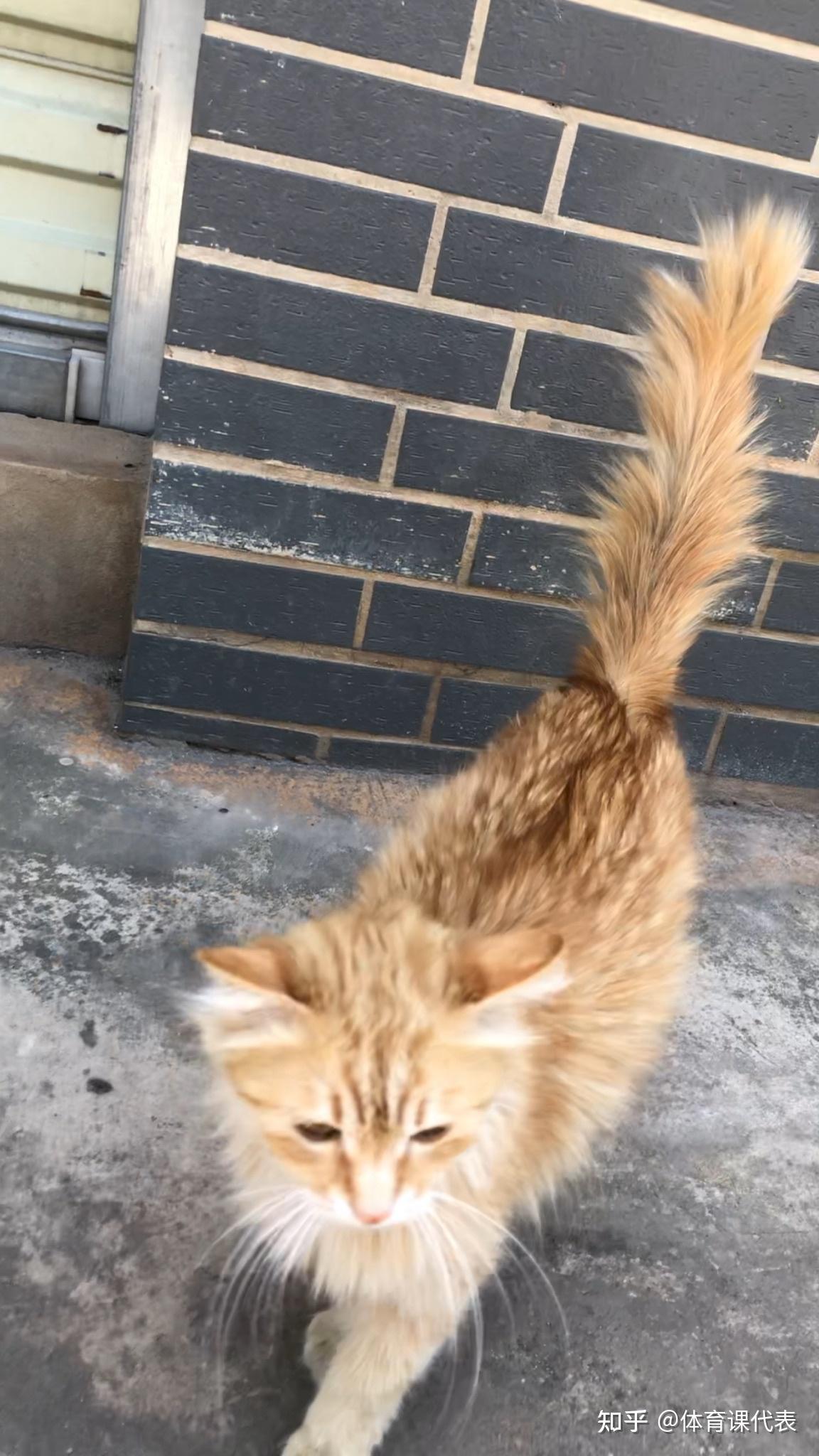 卖家说这是布偶和橘猫的串想问下这是串还是就是橘猫啊