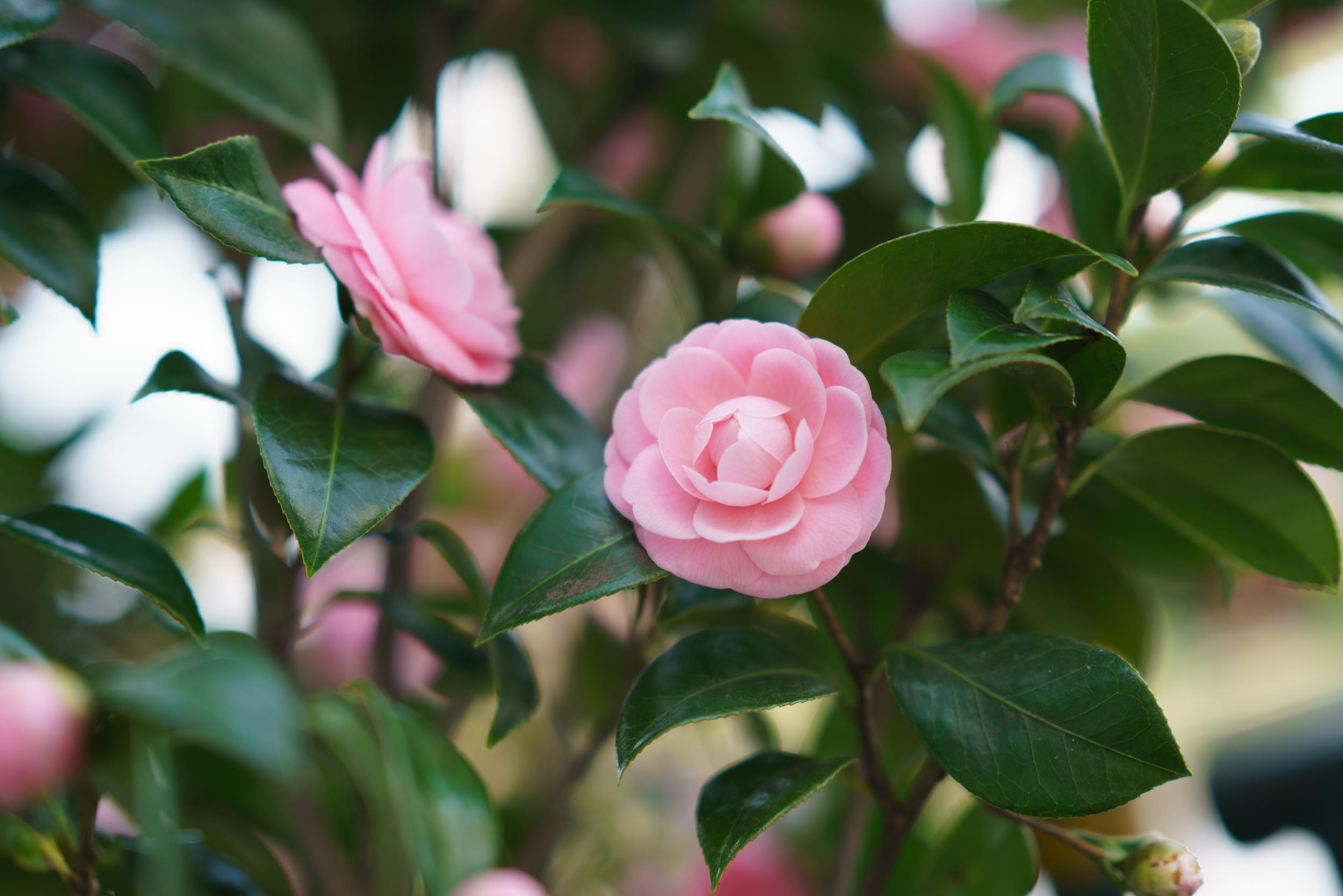 4/ 1/500秒 / iso:100叶子的艳丽,花瓣沉稳的质感,加上背景中的柔和