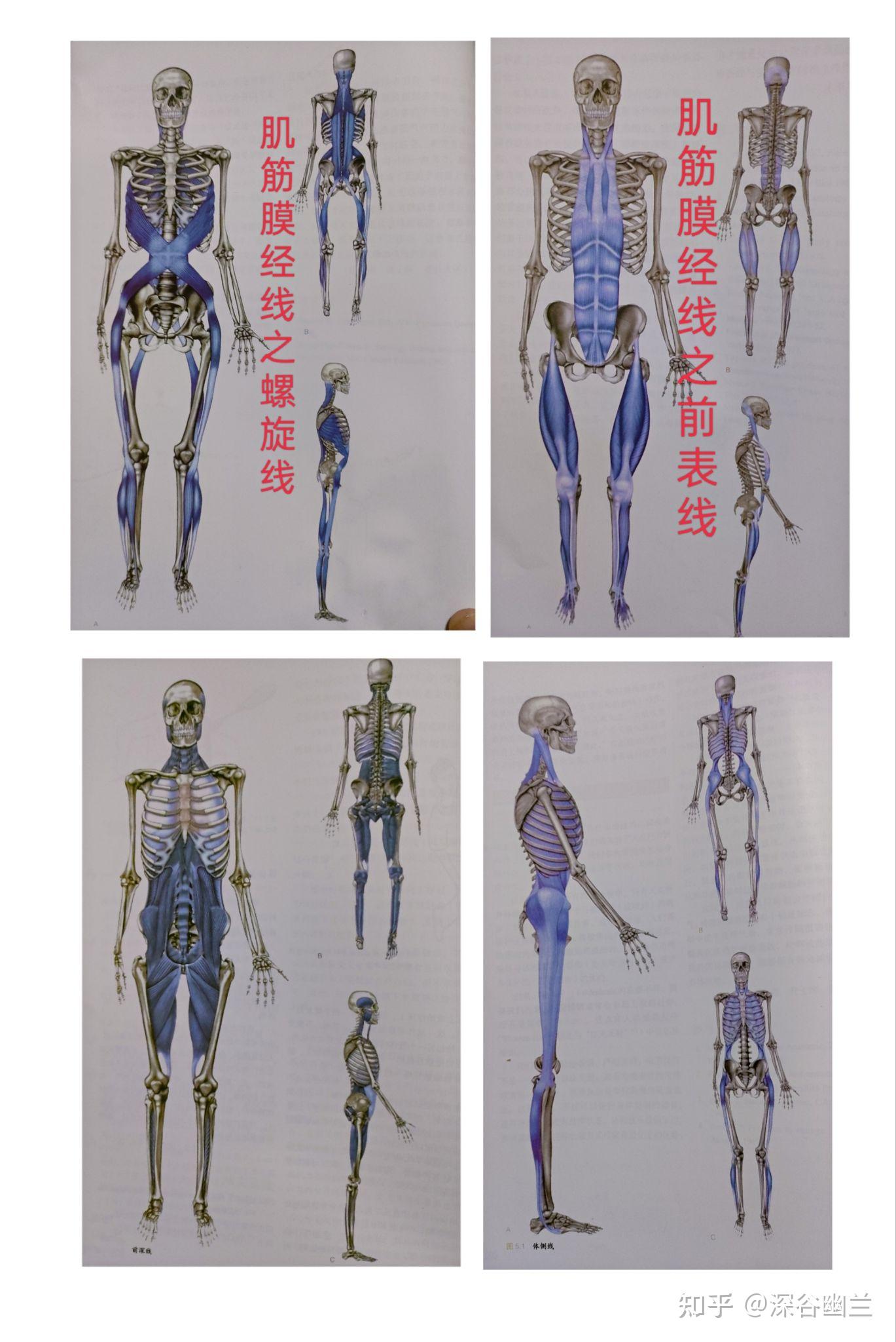 肌筋膜经线之螺旋线 - 知乎