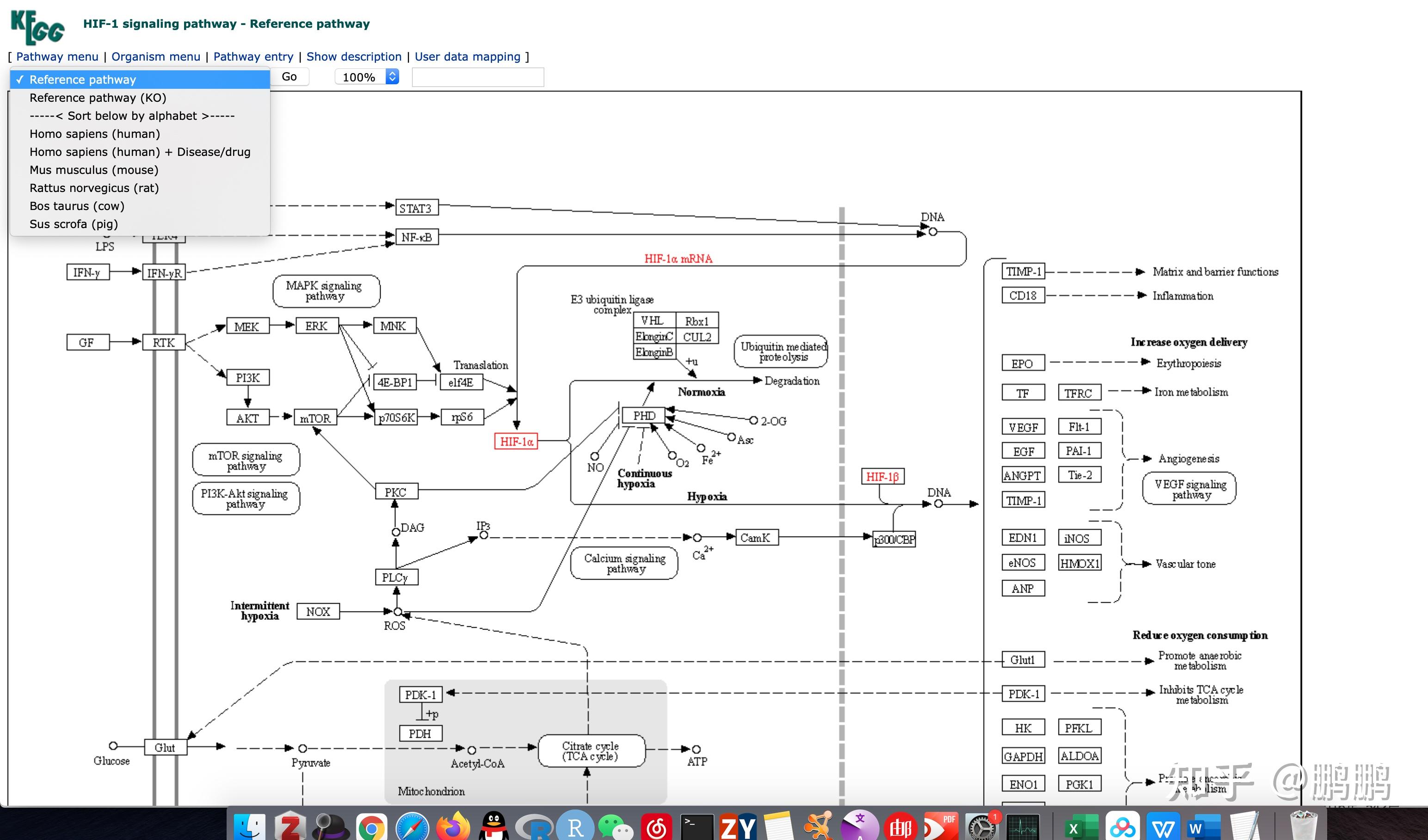 之后选择homo选项,点击go首先选择kegg_pathway一栏,搜索想要的通路
