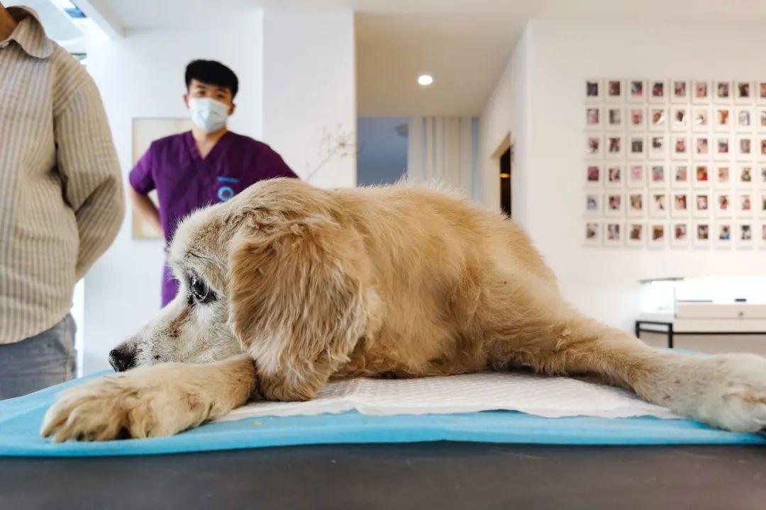 95后宠物殡葬师:花几万做一场送别,他们觉得很值