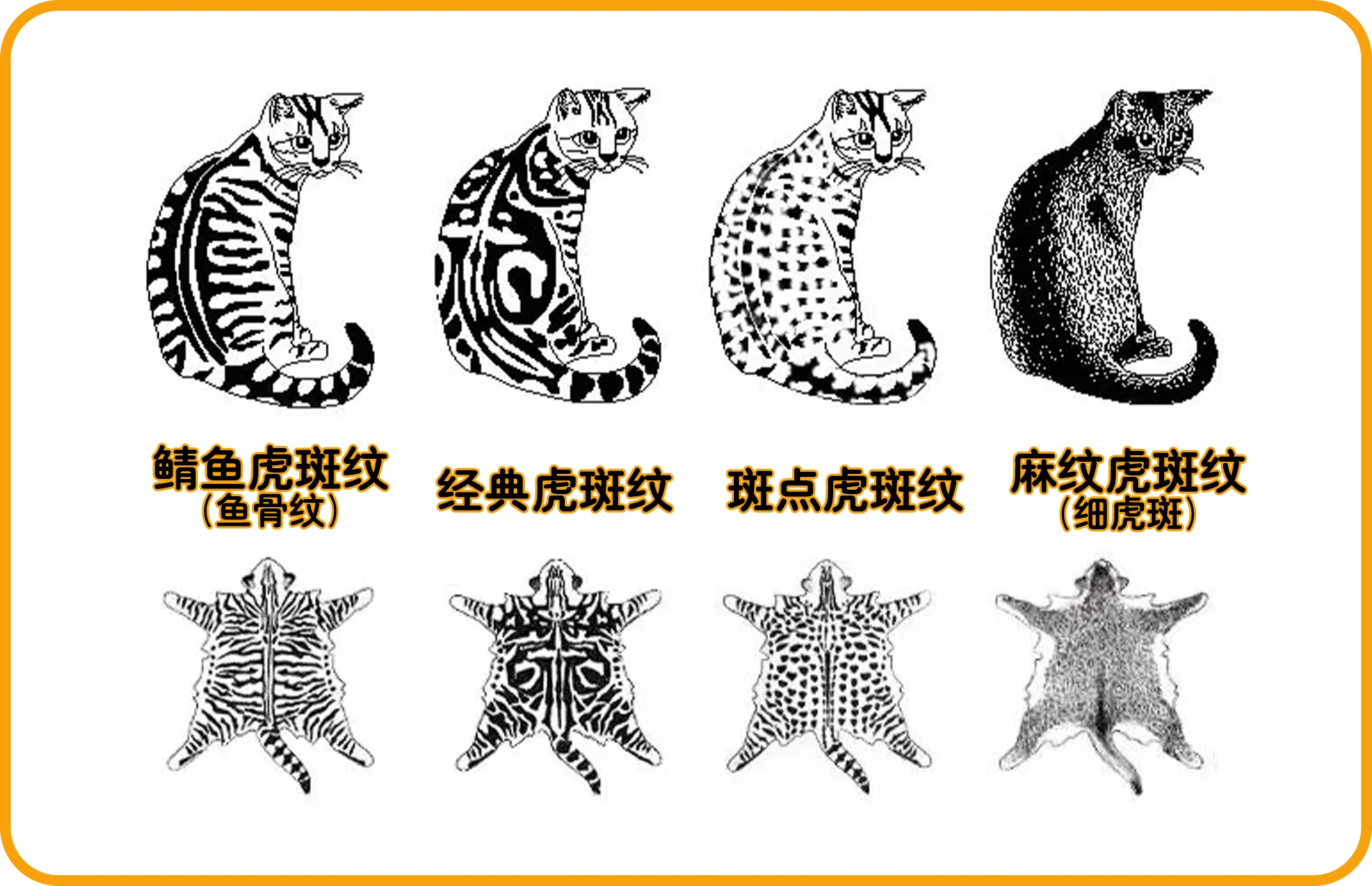 橘猫科普|橘猫世界大揭秘 - 知乎