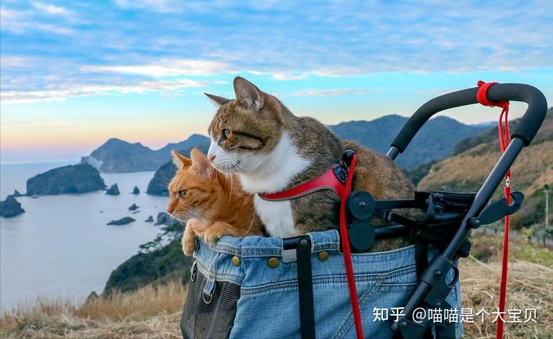 养猫，最好养公的，原因在这里 - 知乎