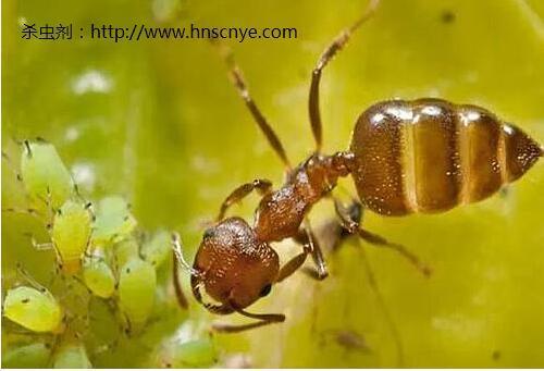 蚂蚁与蚜虫是什么关系 蚂蚁为什么喜欢蚜虫 知乎