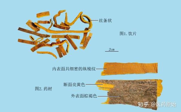 带你识别黄柏