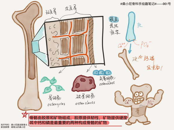 那些年吞下的钙片都进骨头了吗？ - 知乎