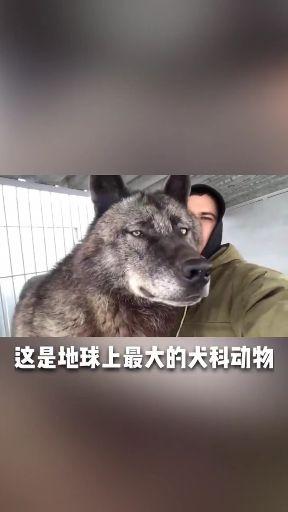 体型最大的狼是什么狼 知乎