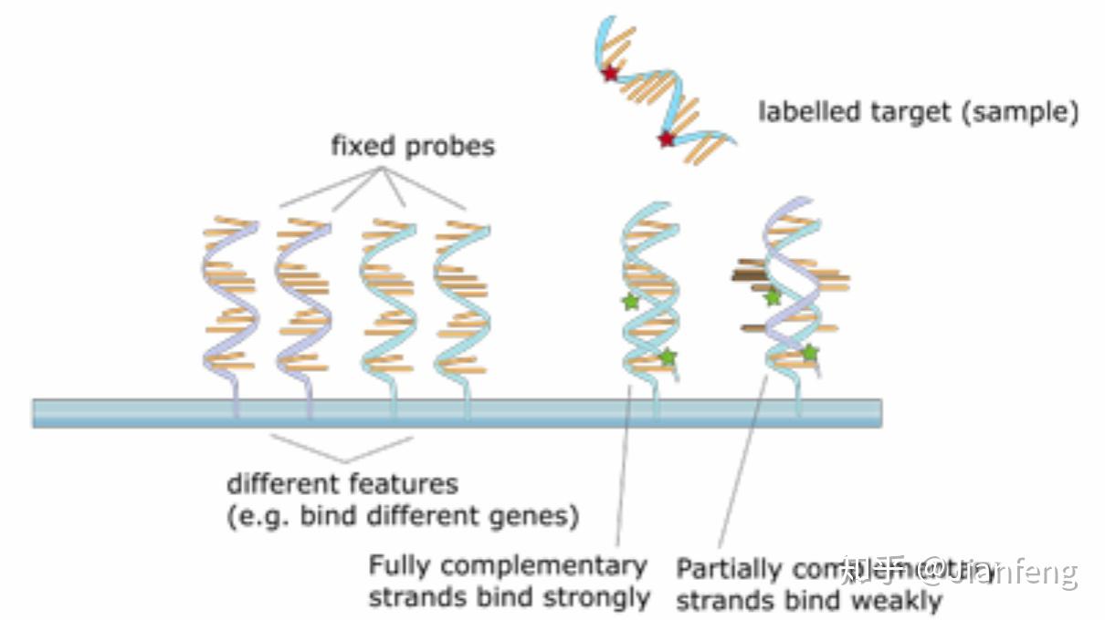 Dna 