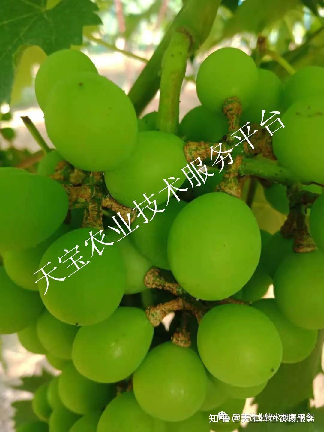 葡萄果穗干梗发硬到底啥原因?咋解决? - 知乎