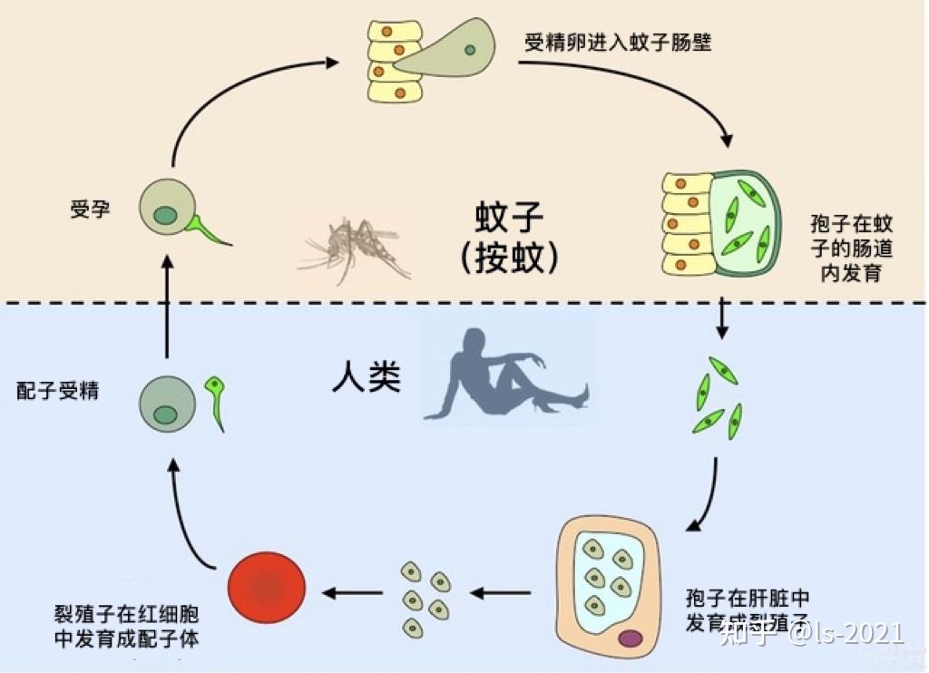 疟疾的传播媒介是按蚊.