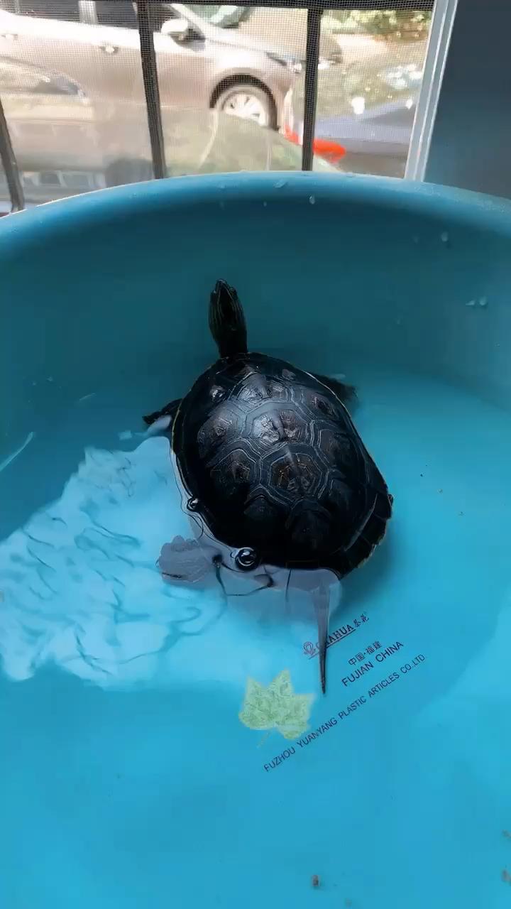 请各位大神帮忙看下这个乌龟的品种是珍珠龟吗?是不是串?