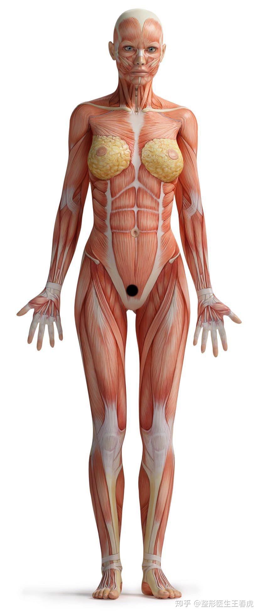 下腹部切口位置