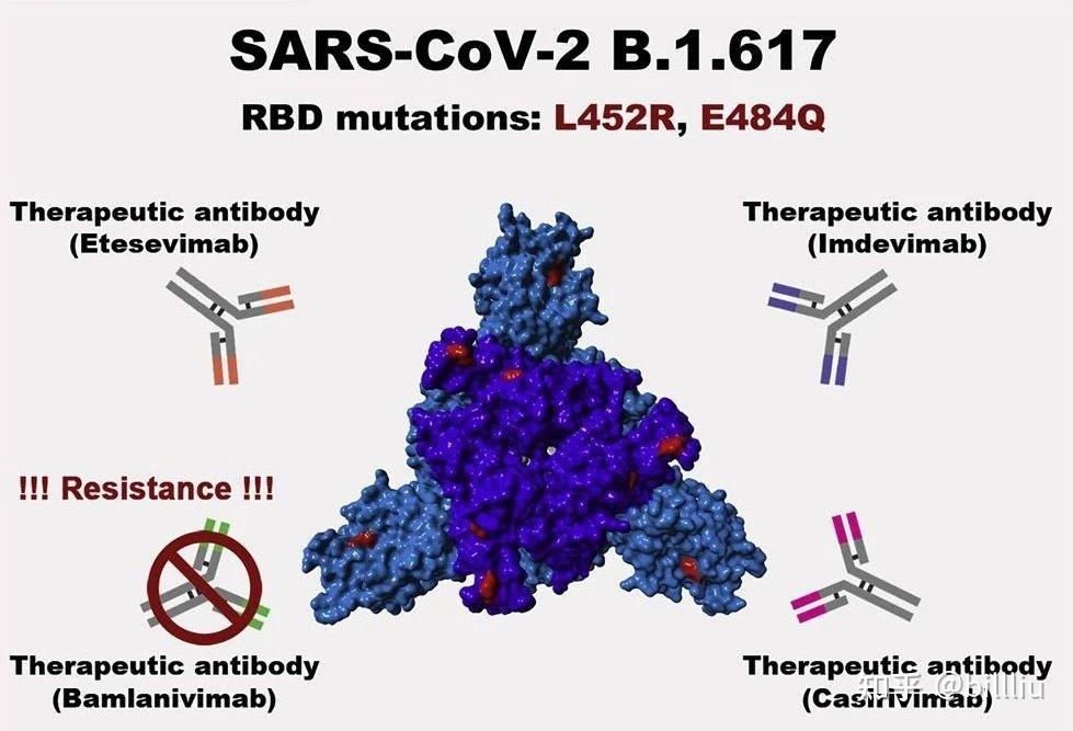 新冠病毒RBD图片