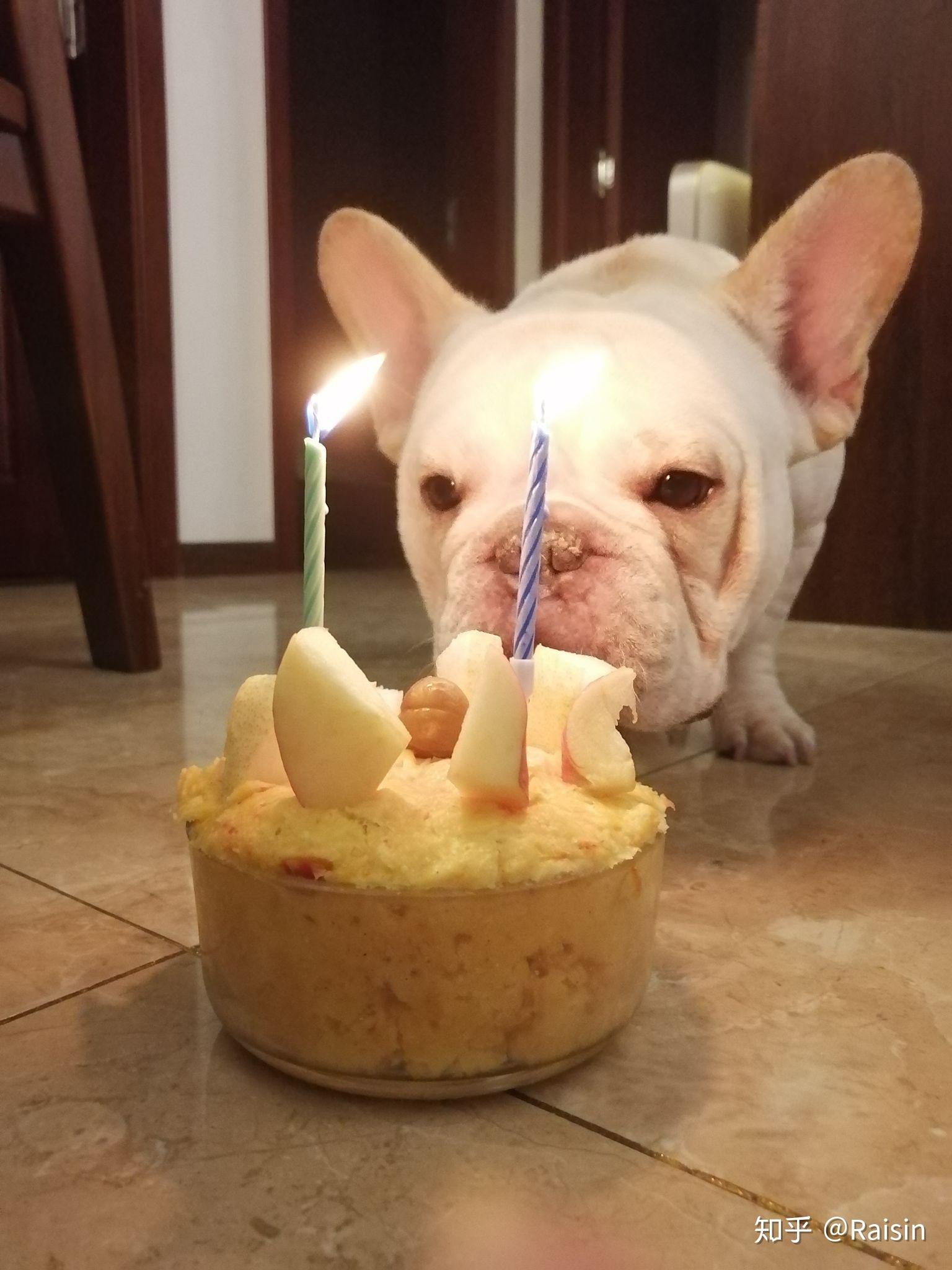 狗狗生日很多主人会给买做蛋糕狗真的会吃蛋糕吗