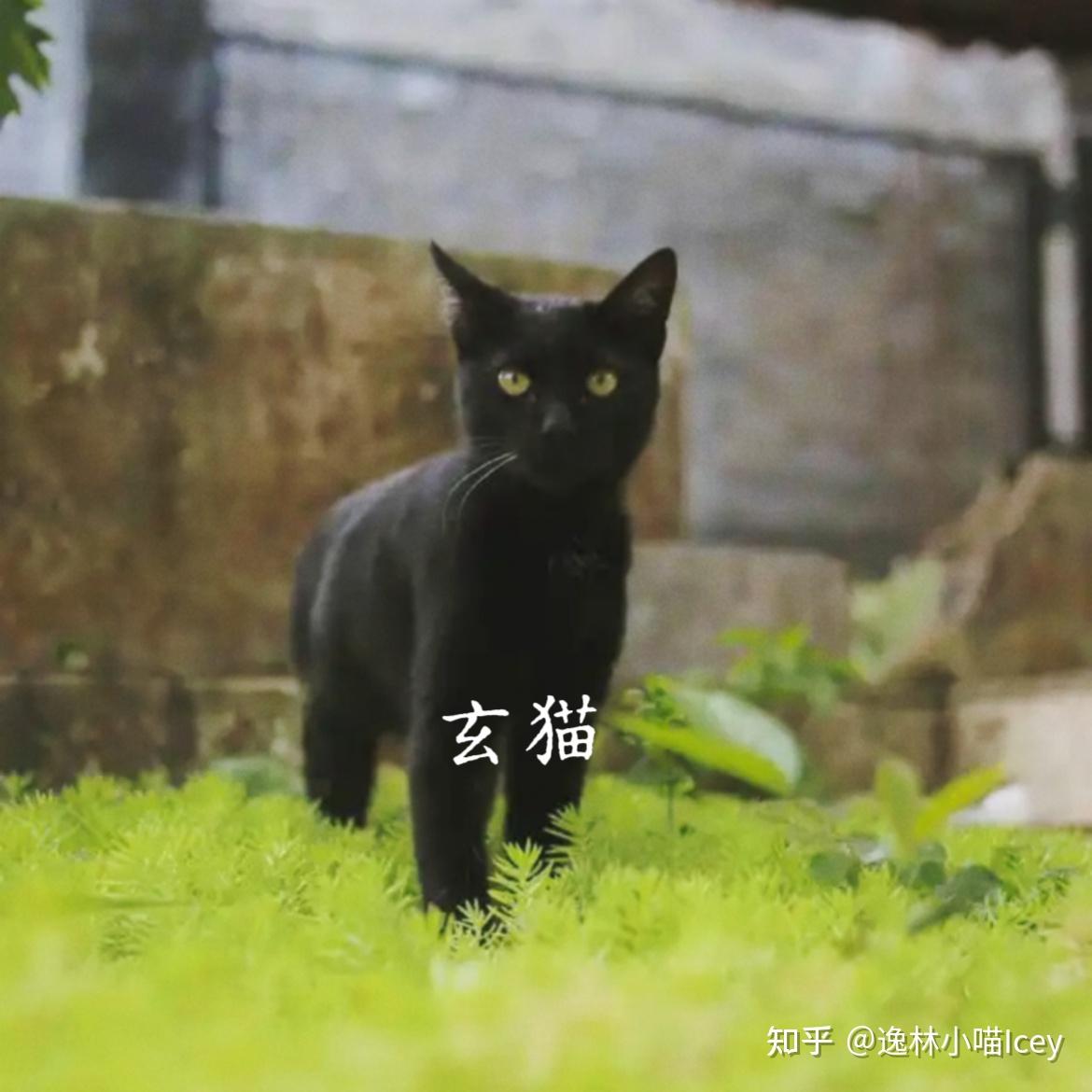 中国本土十大“名猫”大揭秘：你认识几种呢？ - 知乎