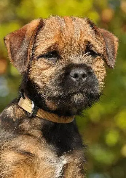 每日一宠博得猎狐犬