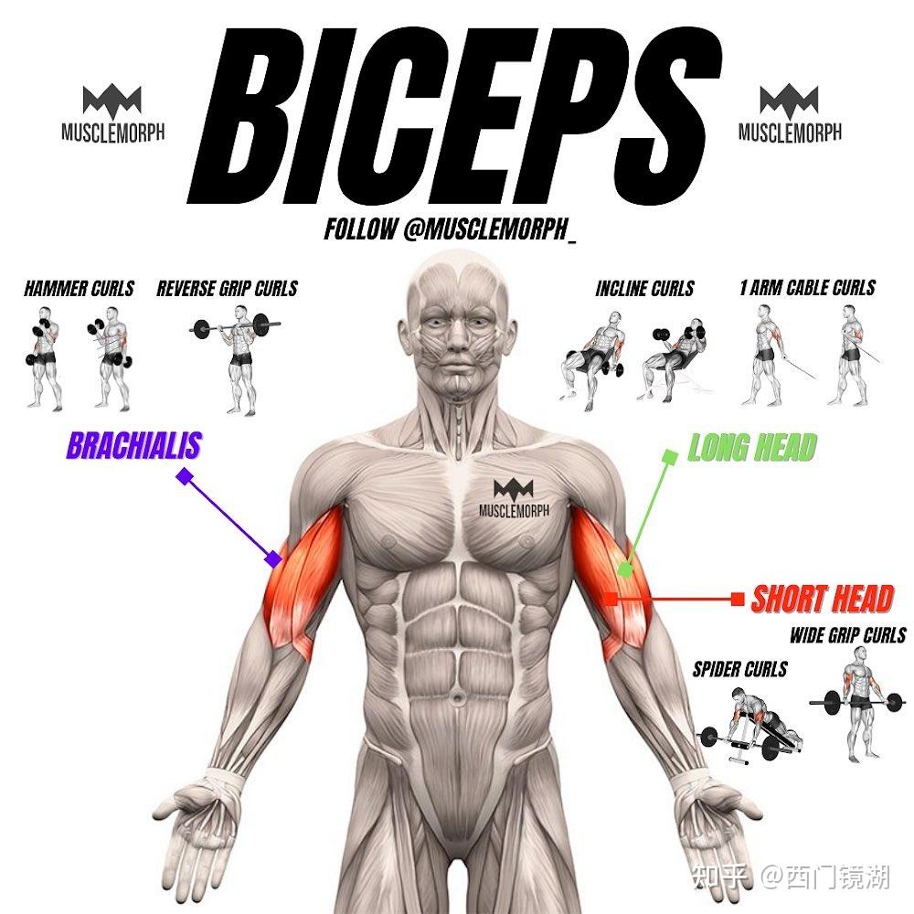 肱二头肌训练的完全法则 知乎
