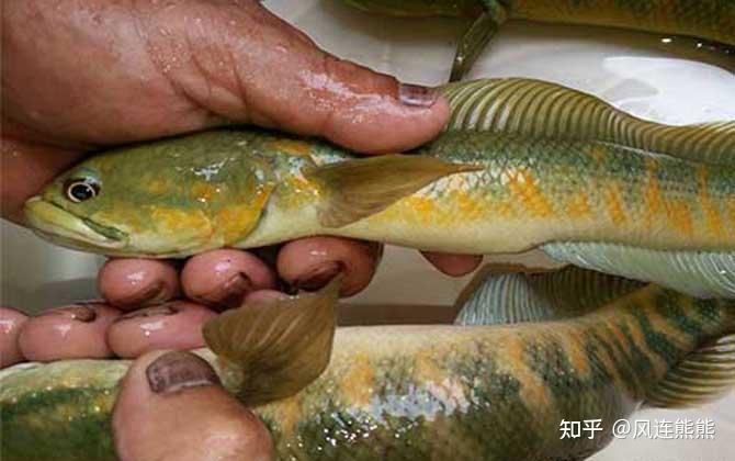 黑魚是鱧科鱧屬淡水魚類,黑魚是烏鱧的俗稱,別稱烏魚,財魚,蛇魚等,為