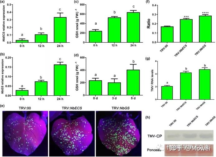 molecularplantpathology我國科學家解析谷胱甘肽抗菸草花葉病毒病