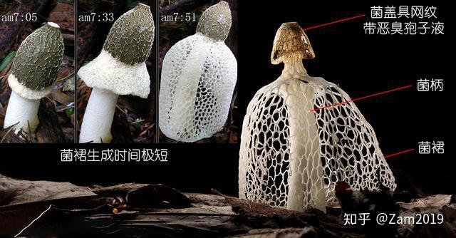 蘑菇记|以科学的名义,鉴别各种常见食用菌 - 知乎