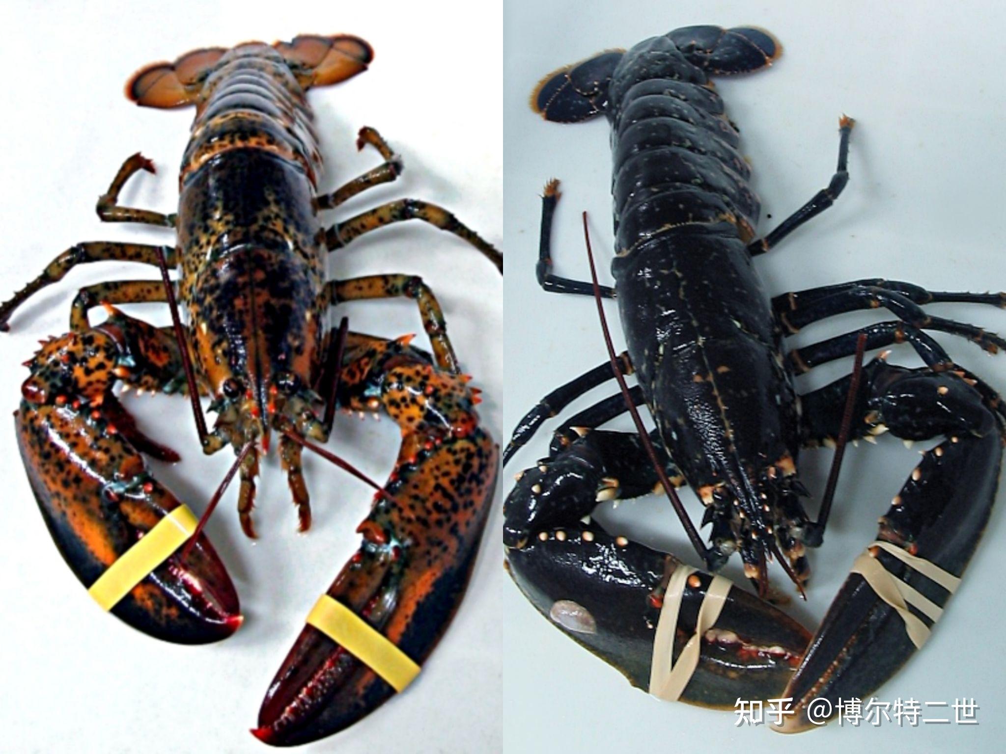 细心的人们会发现,除了波士顿龙虾外,还有一种产于欧洲,形态和波龙