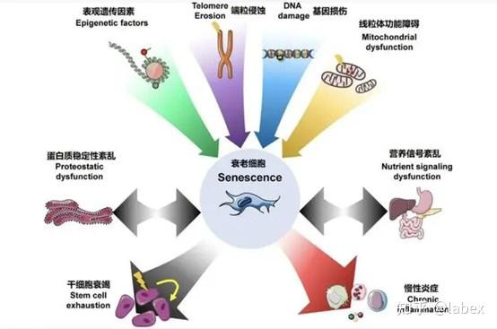 细胞衰老介绍与标志物发现及检测 - 知乎
