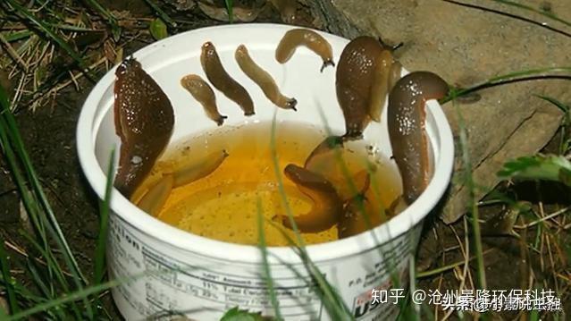 鼻涕虫快出没了你准备好消灭它了吗