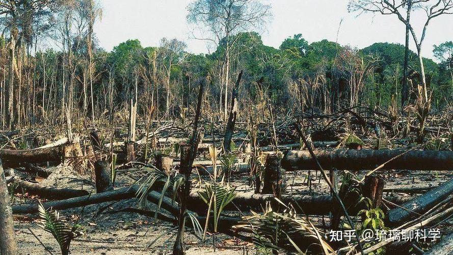 失踪四周后获救,亚马孙热带雨林为何走不出去?它到底有多可怕?