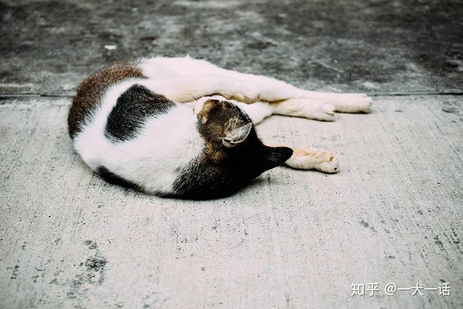 虐猫违反了什么法律 (虐猫违反了什么道德)