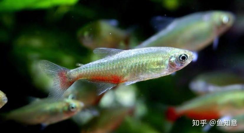 小型观赏鱼火兔灯鱼