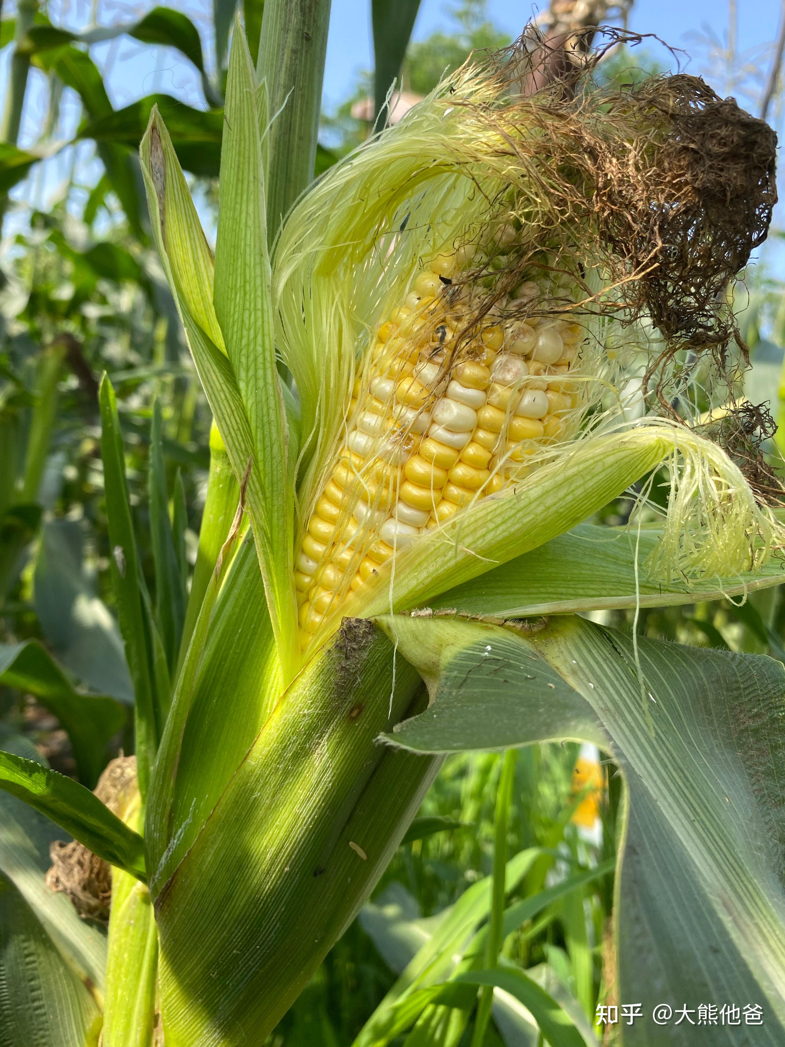 采摘水果玉米.虫咬和喜鹊琢掉的痕迹就是最权威的品质认证. - 知乎