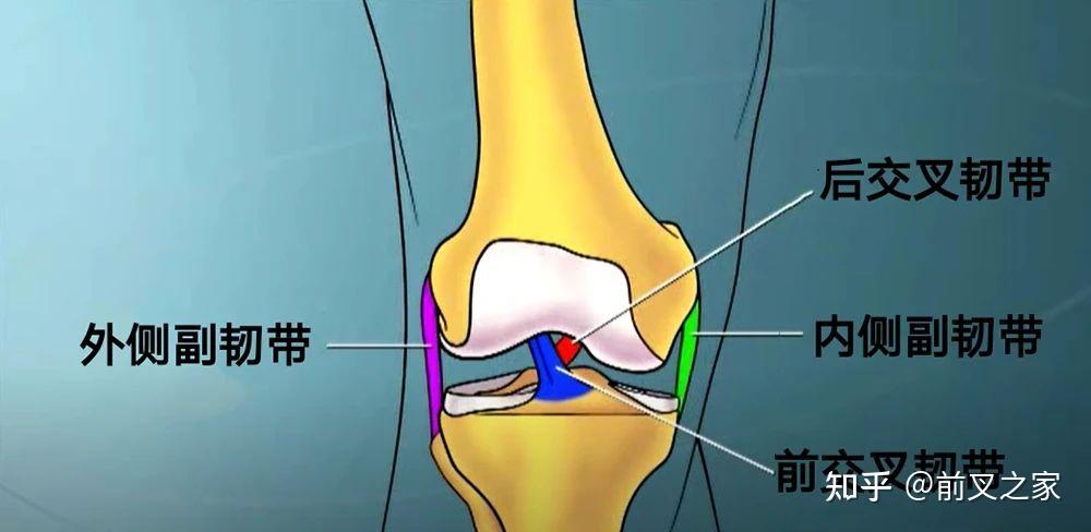 科普时间膝关节韧带及其损伤全介绍