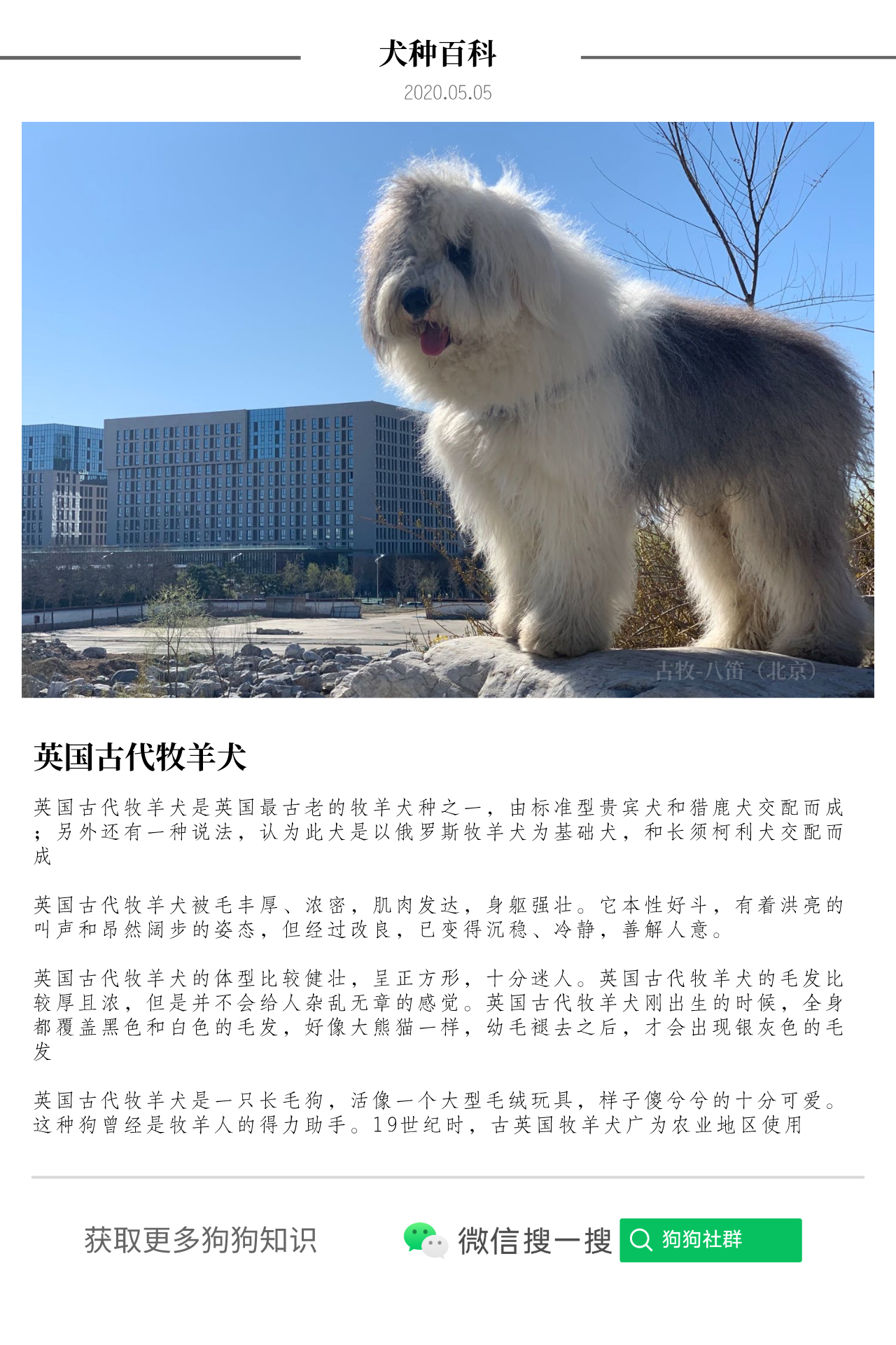古牧犬信息资料古牧犬参考图
