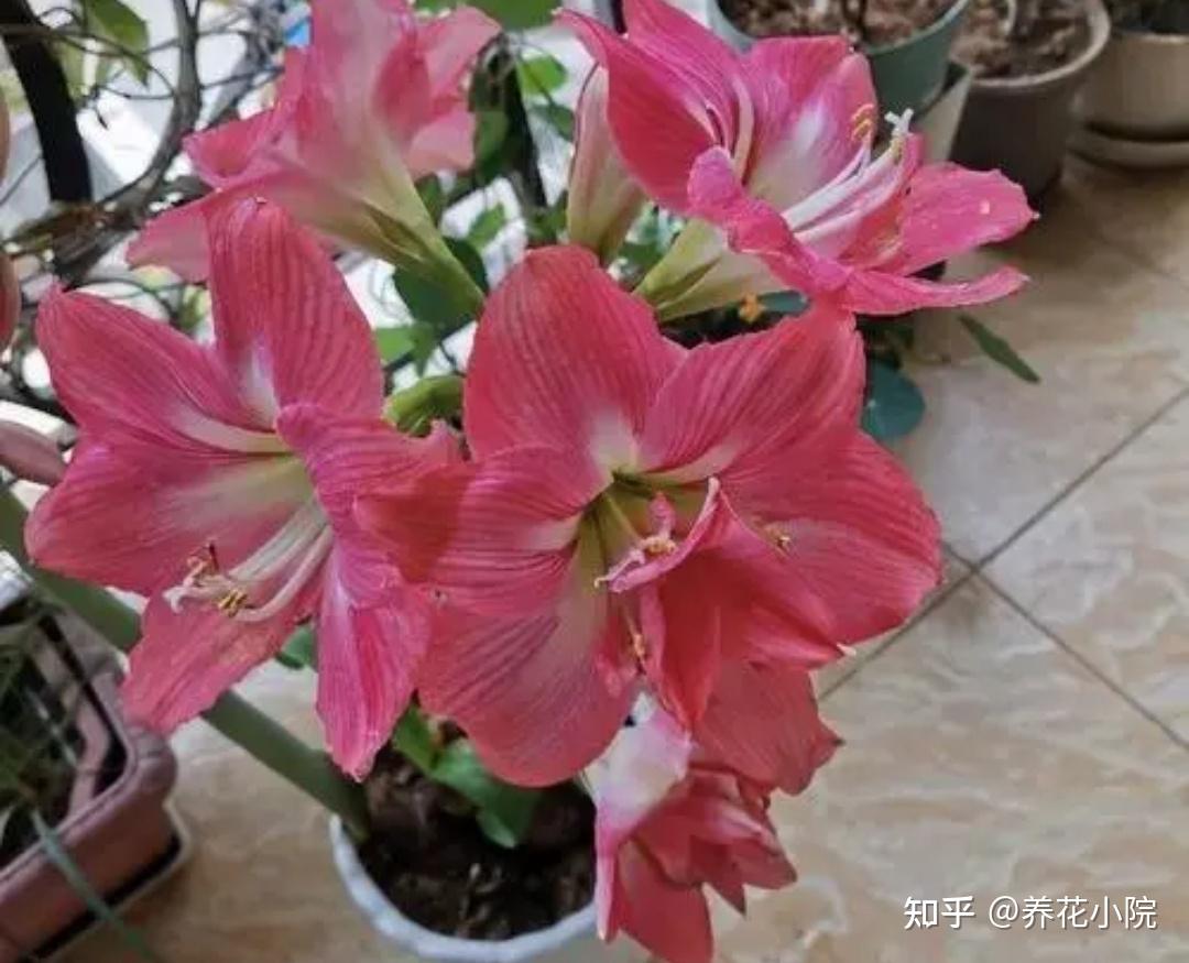 3种球根花，开花漂亮又好养，适合新手 - 知乎
