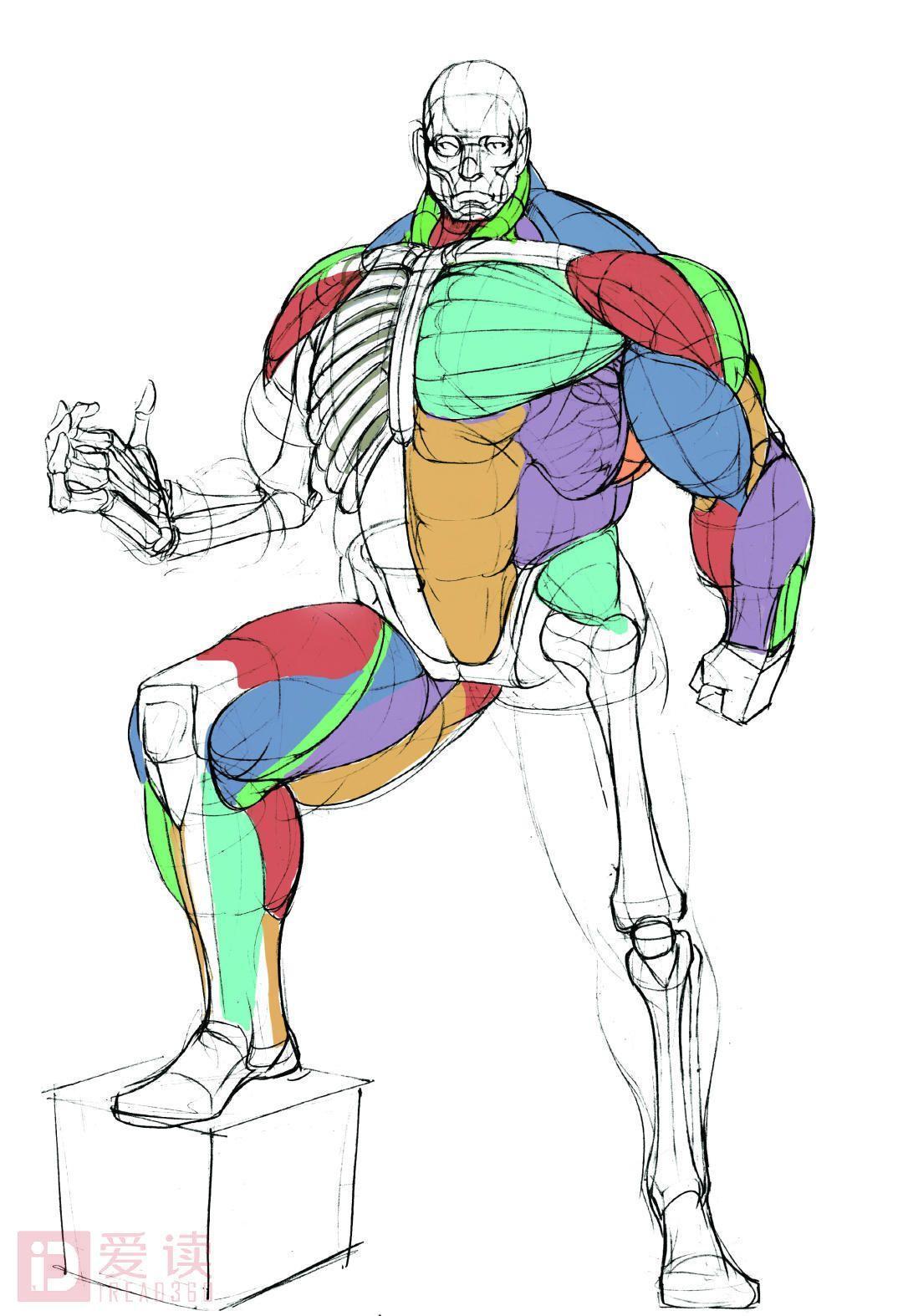 女性骨骼三视图