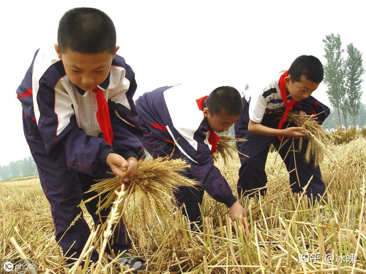 最值得人生回忆的画面拾麦子交公粮
