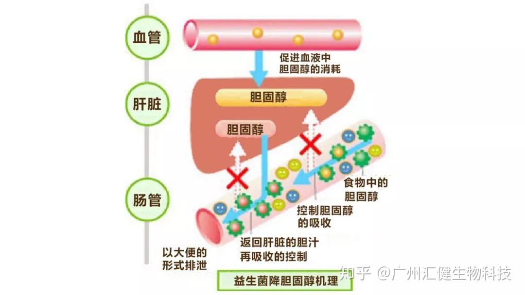 降胆固醇的益生菌