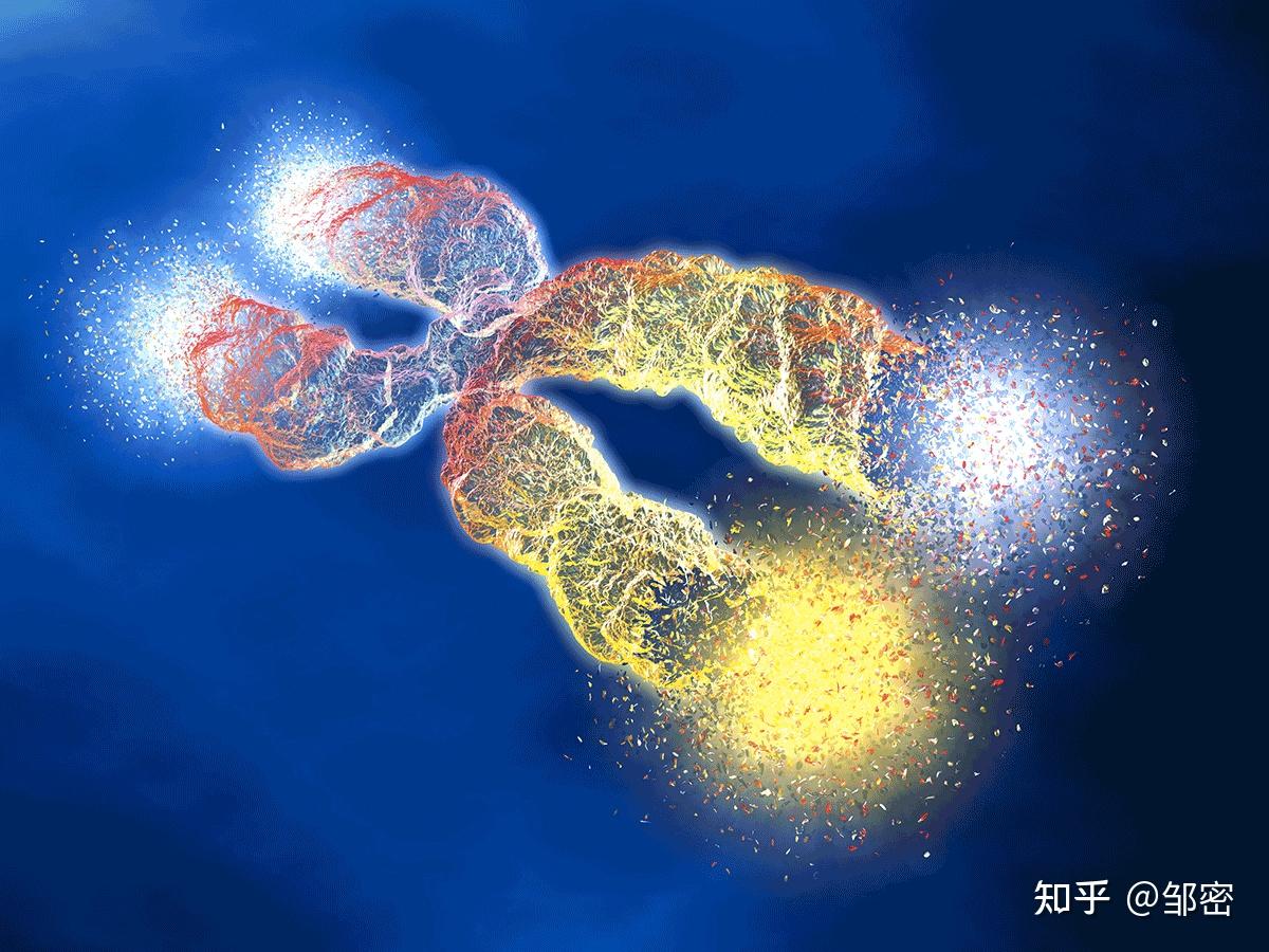 如何定义衰老(一)基因与端粒 - 知乎