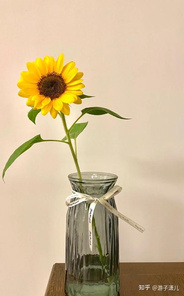 夏天的花朵 我还留着呢 知乎