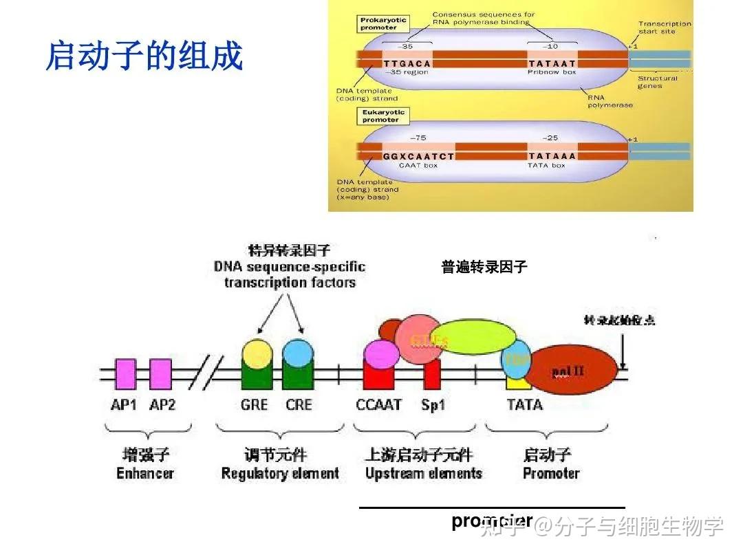 启动子的分类及应用