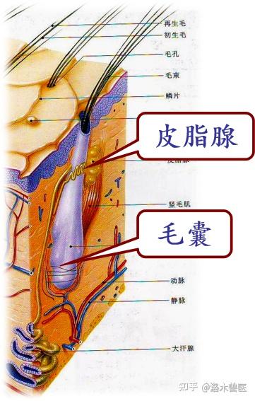 兽医外科局部感染:疖,你了解吗?如何治疗? - 知乎