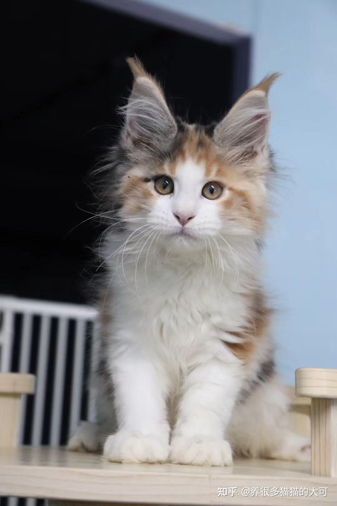 好看的三花色缅因猫长什么样