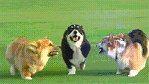 狗狗会传染的性病肿瘤 Tvt 知乎